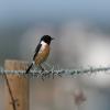 Common Stonechat